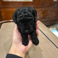 Cucciola di barboncino toy