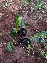 Cycas