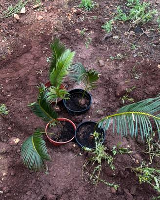 Cycas