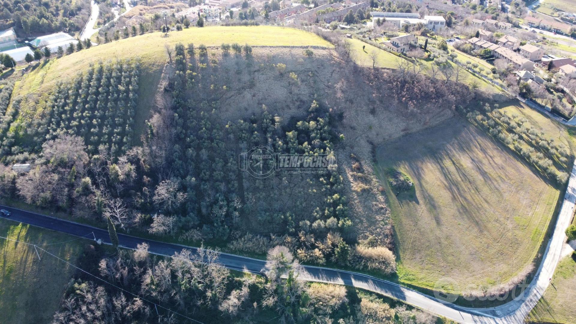 Terreno agricolo con 240 ulivi - Vista 3