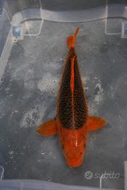 Carpa koi aka matsuba
