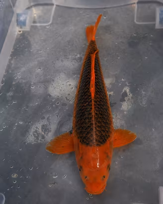 Carpa koi aka matsuba