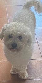 Maltipoo maschio