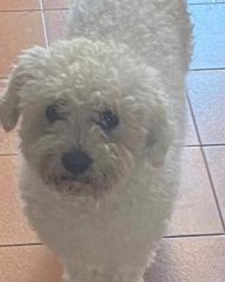 Maltipoo maschio