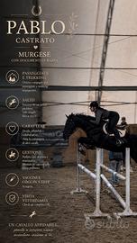 Cavallo