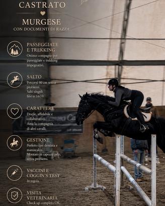 Cavallo