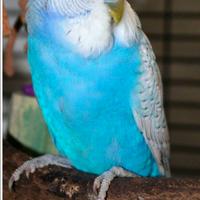 Cocorite in blocco si cede