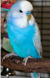 Cocorite in blocco si cede