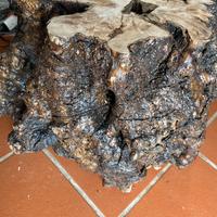 Tronco olivo trattato