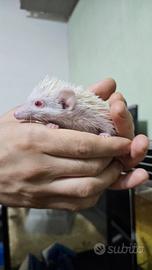riccio africano albino