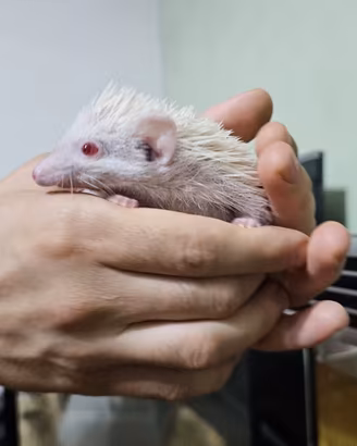 riccio africano albino