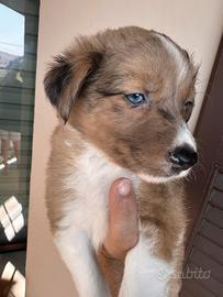Border collie