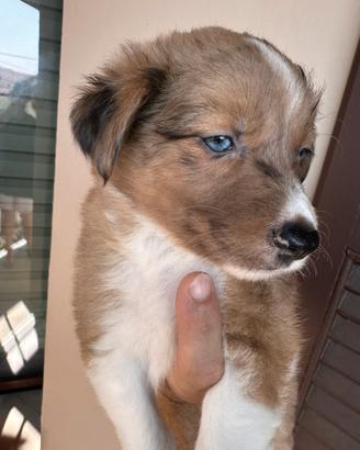 Border collie