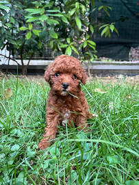 Barboncini nani e toy