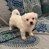 Cuccioli di Maltese