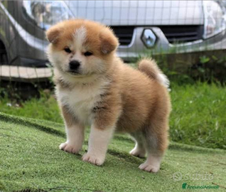 Akita Inu con pedigree ENCI