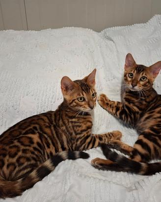 gattini del bengala.