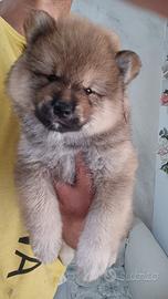 Cucciolo Shiba Inu Wooly