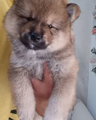 Cucciolo Shiba Inu Wooly