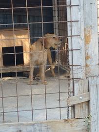 Cani segui di 2 anni