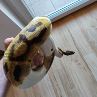 0.1 pitone reale Piebald