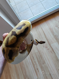 0.1 pitone reale Piebald