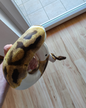 0.1 pitone reale Piebald