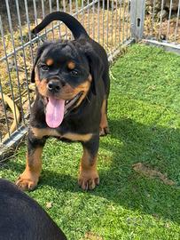 Cucciola rottweiler con peedigree