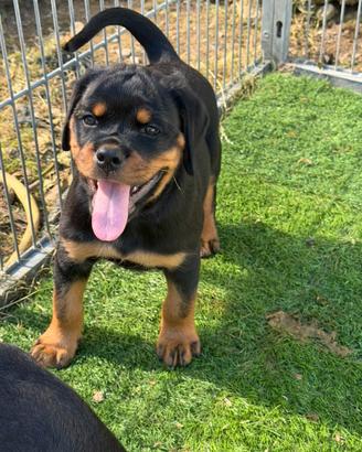 Cucciola rottweiler con peedigree