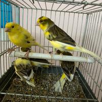 5 canarini maschi da canto timbrado spagnolo 2025