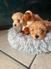 Maltipoo