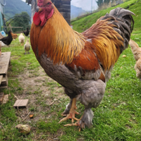 Gallo brahama