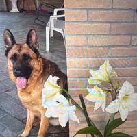 Cane pastore tedesco de 3anni