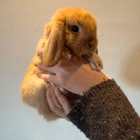 Cucciolo di coniglietto ariete