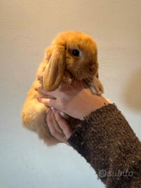 Cucciolo di coniglietto ariete