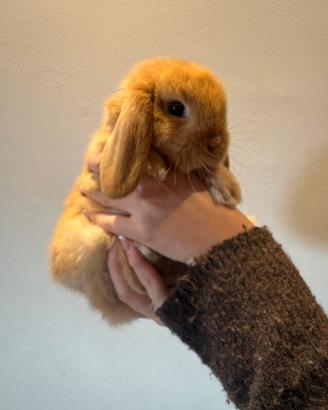 Cucciolo di coniglietto ariete