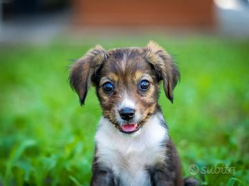 Cucciole mini Chihuahua mix
