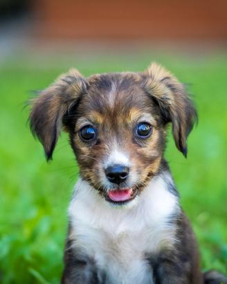 Cucciole mini Chihuahua mix