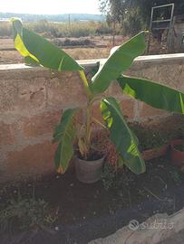 Piante di banano