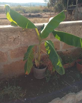 Piante di banano
