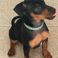 Zwergpinscher