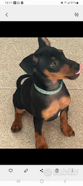 Zwergpinscher