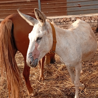 Asini e asine femmine