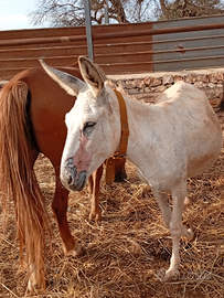 Asini e asine femmine