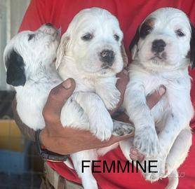 Setter Inglese