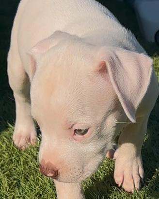 Pitbull red nose