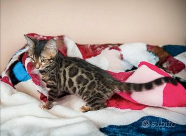 Gattina Bengala Dolcissima