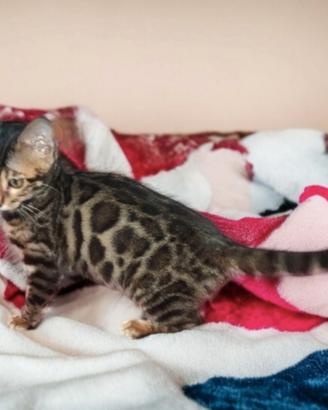 Gattina Bengala Dolcissima