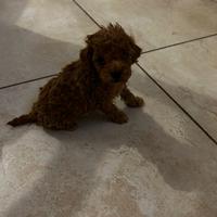 Barboncino femmina tea Cup mini Toy di 2 mesi