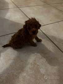 Barboncino femmina tea Cup mini Toy di 2 mesi